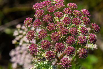 Pink flowers of greater burnet or Pimpinella major
