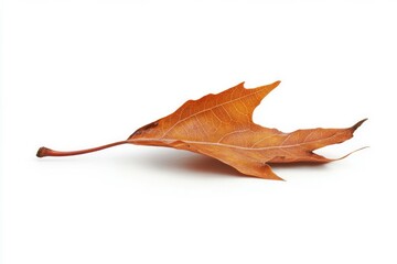 Dry maple leaf on white background with soft lighting. AI image