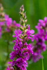 Purple loosestrife Lythrum salicaria inflorescence. Flower spike of plant in the family Lythraceae, associated with wet habitats