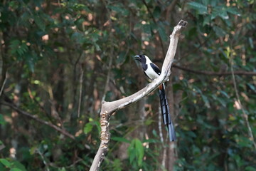 A striking White-bellied Treepie perched on a branch, showcasing its distinctive white belly, glossy black head, and rich chestnut-brown wings, set against a natural outdoor background. Captured in it