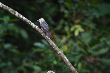 A Chestnut-tailed Starling (Sturnia malabarica) perched elegantly on a branch, showcasing its sleek grey head, warm chestnut underparts, and soft greenish background, captured in natural daylight.