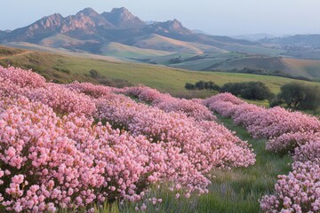 Obraz premium Vibrant spring blooms blanket rolling hills near mountain range at sunset