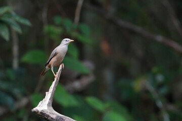 A Chestnut-tailed Starling (Sturnia malabarica) perched elegantly on a branch, showcasing its sleek grey head, warm chestnut underparts, and soft greenish background, captured in natural daylight.