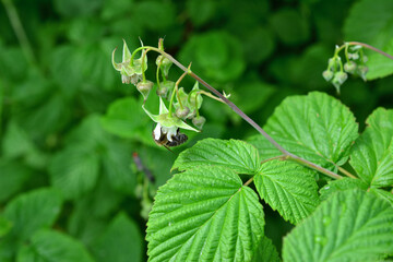 Raspberry flower with bee in a summer garden