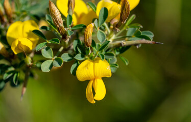 Cyclopia, the honeybush, or heuningbos in Afrikaans, is a genus of some 20 species of flowering plants in the legume family Fabaceae, subfamily Faboideae. Species of the genus are native to the southe