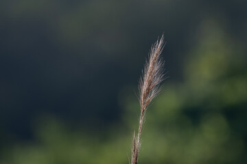 The beautiful delicate, feathery seed head of a wild grass against a blurred green and dark background.