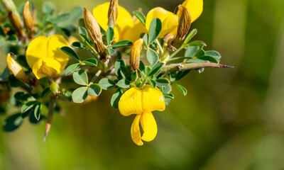 Cyclopia, the honeybush, or heuningbos in Afrikaans, is a genus of some 20 species of flowering...