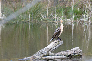 Great Cormorant (Phalacrocorax auritus) looking at camera on log in a river with lush vegetation. It is a species of suliform bird of the family Phalacrocoracidae.