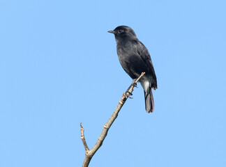 A male pied bush chat perched on a thin branch against a clear blue sky.