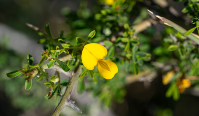 Cyclopia, the honeybush, or heuningbos in Afrikaans, is a genus of some 20 species of flowering plants in the legume family Fabaceae, subfamily Faboideae. Species of the genus are native to the southe