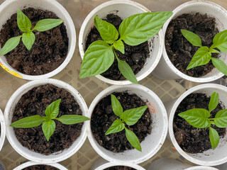 Pepper seedling plants growing in pots on a light background with copy space.