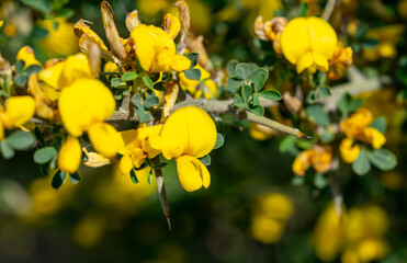 Cyclopia, the honeybush, or heuningbos in Afrikaans, is a genus of some 20 species of flowering...