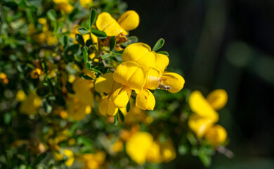 Cyclopia, the honeybush, or heuningbos in Afrikaans, is a genus of some 20 species of flowering...