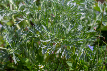 Fototapeta premium Bitter wormwood Artemisia absinthium bush grows in the wild