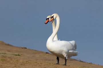 Mute swan, Cygnus olor. Two swans came to the riverbank and hissed