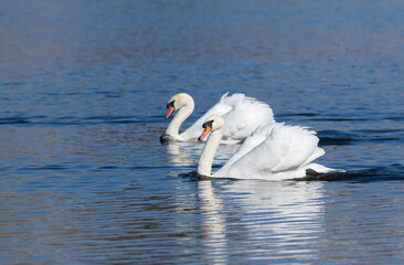 Mute swan, Cygnus olor. Two swans floating down the river on an early spring morning