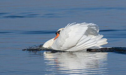 Mute swan, Cygnus olor. A bird swims swiftly down the river