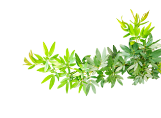 fresh herbs on png background, fresh rosemary tree branch isolated on white background, 