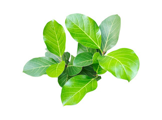 A banyan tree  with green leaves isolated on white, a natural herbal ingredient, Fresh basil leaves isolated on white background