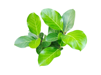 A banyan tree  with green leaves isolated on white, a natural herbal ingredient, Fresh basil leaves isolated on white background