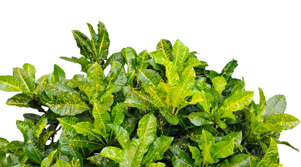 Fresh bunch of parsley isolated on png background, a green plant with leaves on it, 