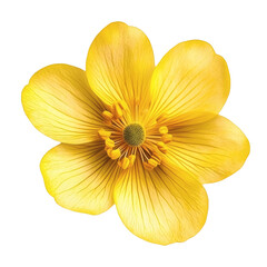 Yellow flower, floral bloom on transparent background