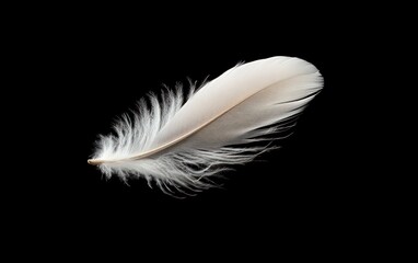 Obraz premium Single white and grey feather with soft texture isolated on a black background. Detailed macro shot emphasizing delicate structure and soft lighting