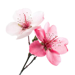 Naklejka premium Elegant Pink and White Blossom Duo on Isolated Background