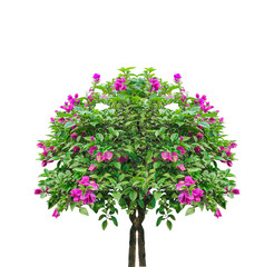 Fototapeta premium A pink floral tree, isolated against png, blooms with spring beauty, Tree with pink flowers in a spring garden, Vibrant Pink Bougainvillea in Full Bloom