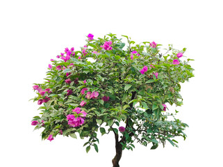 Fototapeta premium tree with pink flowers, A pink floral tree, isolated against png, blooms with spring beauty, Tree with pink flowers in a spring garden, Vibrant Pink Bougainvillea in Full Bloom