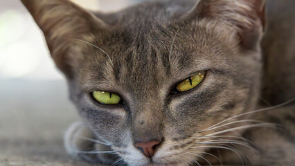 Close-up of relaxed grey cat with striking green eyes