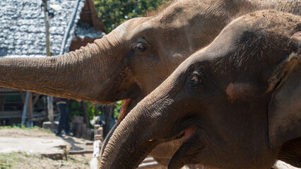 Two elephants side by side in a sunlit outdoor setting