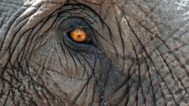 Close-up of an elephant's eye showing skin texture and detail