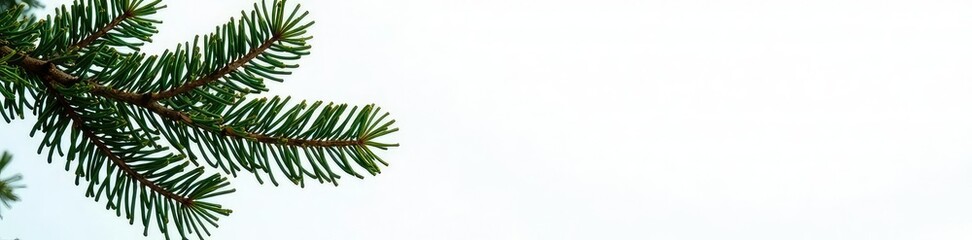 Branches of fir tree isolated on white background, solitude, calm, trees