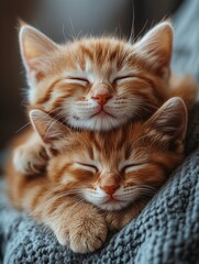 Naklejka premium Stacked Kittens in Cozy Setting