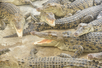 Portrait of many crocodiles at the farm	
