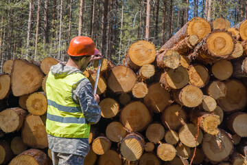 A man, a forest engineer, measures harvested timber.