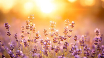 Obraz premium A dreamy sunset scene with a wildflower meadow in pastel hues, showcasing bright purple and pink blossoms, framed by a soft, blurred backdrop