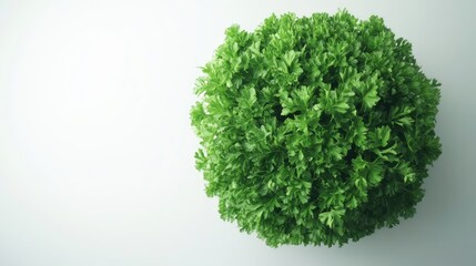 Fototapeta premium Lush green parsley plant viewed from above, showcasing its vibrant leaves against a clean, white backdrop