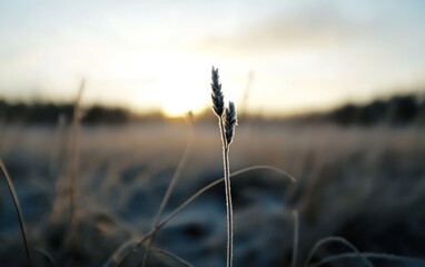 Obraz premium Close-up of a frost-covered plant silhouetted against a blurry sunrise. Soft, muted colors dominate the scene, creating a serene and peaceful atmosphere