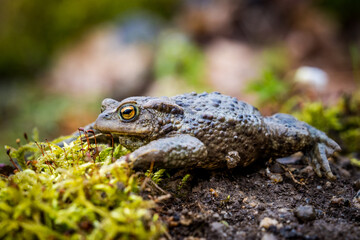 common toad frog bufo bufo