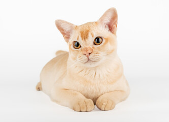 Burmese cat color cream full length