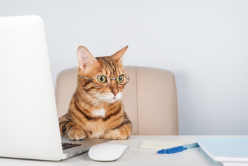 Bengal cat with glasses sitting at laptop indoors.