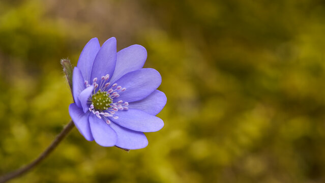 Leberbl&uuml;mchen, Hepatica nobilis