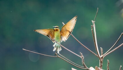 bee eater