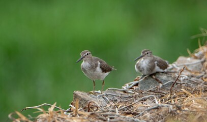 Common Sandpiper