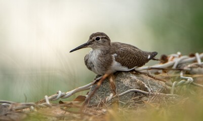 Common Sandpiper
