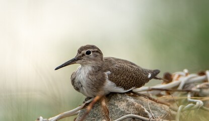 Common Sandpiper
