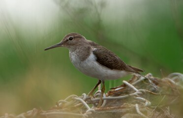 Common Sandpiper