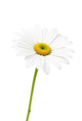 A single, pristine white daisy, petals perfectly formed, isolated on pure white background, daisy, pure, flower